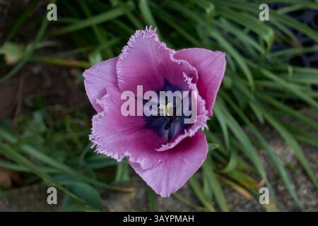 Jardin Tulipe violet. Tulipia gesneriana Banque D'Images