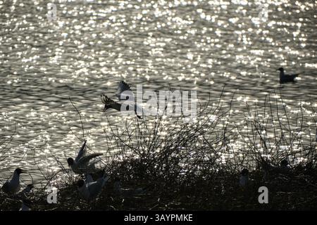 Une scène merveilleusement sereine avec des eaux chatoyantes et des oiseaux gracieux volant élégamment dans la douce lumière du soleil Banque D'Images