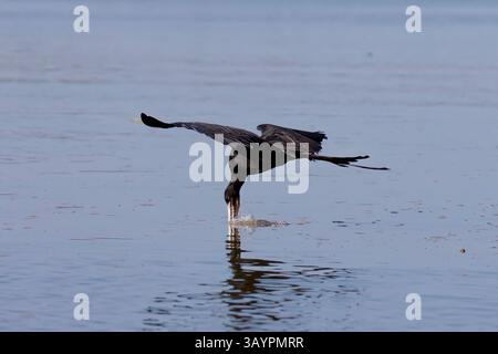 Magnifique Frigatebird au Costa Rica Banque D'Images