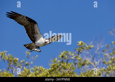 Osprey en transportant un poisson en vol au Costa Rica Banque D'Images