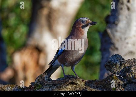 Un geai eurasien perché sur une branche d'arbre dans un cadre forestier, avec un feuillage vert flou en arrière-plan, capturant l'aile bleue distinctive de l'oiseau Banque D'Images