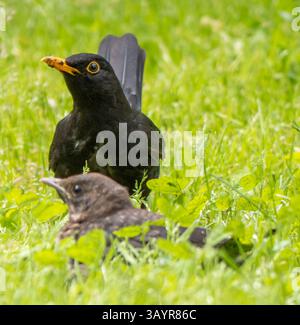 Gros plan portrait de Blackbird et poussin Banque D'Images
