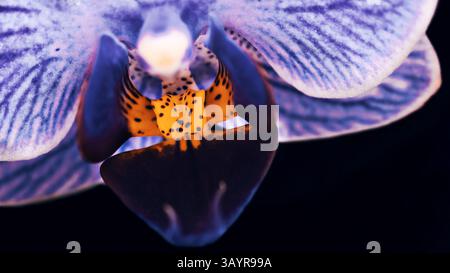 Un plan macro d'une orchidée avec des pétales blanc-violet et un centre orange. Banque D'Images