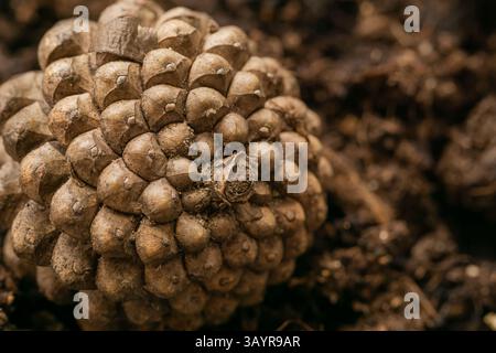 Une pomme de pin capturée dans une photo macro, révélant ses textures complexes et ses motifs naturels. Banque D'Images