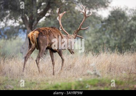 Andalousie, Espagne - 28 octobre 2024 : cerfs itinérants Banque D'Images