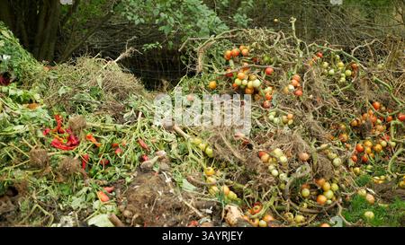 Compost végétal bio ferme automne pourri tomate poivre laitue chou tas moisissure champignons écologie agriculture déchets alimentaires pourriture organique rouille plante de légumes Banque D'Images
