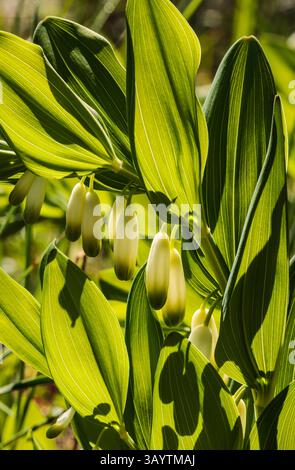 Le sceau de Salomon (Polygonatum multiflorum) Banque D'Images