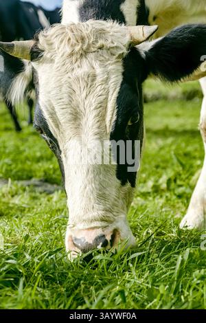Gros plan d'une vache frisonne Holstein en pâturage aux Açores. Portrait détaillé d'une vache laitière noire et blanche mangeant de l'herbe dans les champs luxuriants de Ilha de Sao Banque D'Images