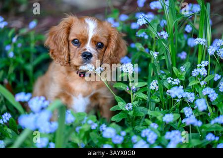 Ruby Cavalier King Charles Spaniel jouant dans un jardin Banque D'Images