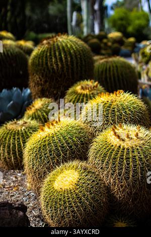 Cactus en baril doré, Echinocactus grusonii ou Kroenleinia grusonii, cactus dans le désert Banque D'Images