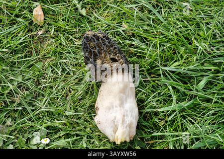 Champignon Stinkhorn déterré sur une plante hivernée dans une serre Banque D'Images