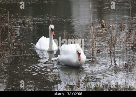 Mute Swans, WWT Lower Moor Farm, février 2025 Banque D'Images