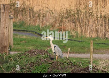 Grey Heron, RSPB Ham Wall, mars 25 Banque D'Images