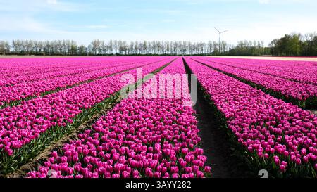 Les champs de tulipes colorés s'étendent à l'infini à Flevoland, aux pays-Bas, présentant des rangées de fleurs roses éclatantes. Cette vue spectaculaire capture la beauté de l'harmonie printanière avec la nature. Banque D'Images
