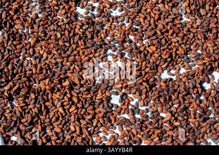 Séchage des fèves de cacao étalées sur une surface blanche Banque D'Images