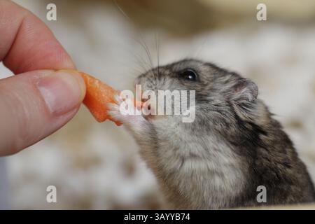 Hamster mange des carottes. Hamster Djungarian domestique mange de la nourriture. Banque D'Images