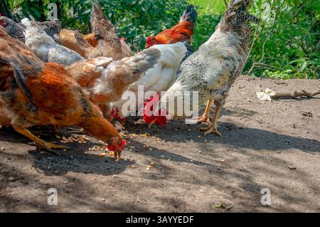 Coq et poules picotant du maïs sur le sol dans une cour de ferme Banque D'Images