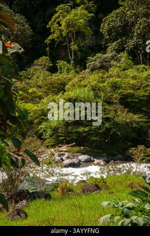Rivière immaculée qui coule à travers une végétation luxuriante dans la forêt tropicale humide Banque D'Images
