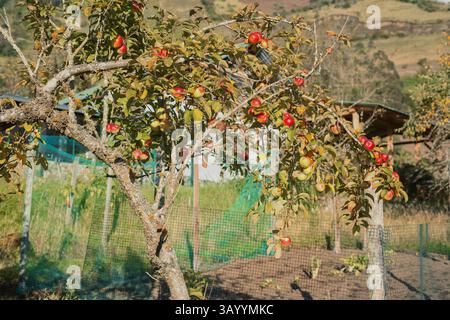Un verger de pommiers vibrant débordant de beauté et de couleurs riches pendant la saison d'automne Banque D'Images