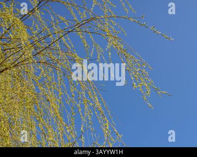 Feuillage et branches d'un saule pleureur avec les premières feuilles vertes et les branches tendres Banque D'Images