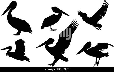 Une collection de silhouettes de pélican dans diverses poses sur un fond blanc dans un style graphique Illustration de Vecteur