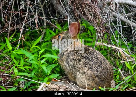 Île de Palms, États-Unis. 21 avril 2025. Un Marsh Rabbit s'arrête au bord d'un hamac côtier sur une île de Charleston lowcountry Sea Island, le 21 avril 2025 à Isle of Palms, Caroline du Sud. Le lapin des marais est un proche parent de la queue de cottontail mais avec des oreilles plus petites et sans queue blanche. Crédit : Richard Ellis/Richard Ellis/Alamy Live News Banque D'Images