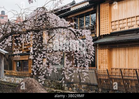 Les maisons traditionnelles japonaises en bois bordent le paisible canal de Shirakawa avec des cerisiers en fleurs à Shinbashi dori, Kyoto, Japon Banque D'Images