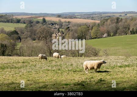 Paysage des Cotswold avec des moutons au printemps cherchant à abaisser la houle, Stow-on-the-Wold, Cotswolds, Gloucestershire, Angleterre, Royaume-Uni, Europe Banque D'Images