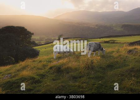 Les moutons paissent paisiblement sur une colline tranquille à Conistion, dans la région des lacs du Royaume-Uni, pendant l'heure dorée, avec des collines ondulantes et des prairies sereines baignant Banque D'Images