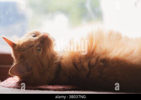 Un chat tabby au gingembre confortable s'incline devant une fenêtre ensoleillée, se prélassant dans la lumière naturelle pour une sieste paisible l'après-midi, mettant en valeur la beauté sereine de ce domest Banque D'Images