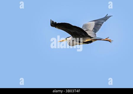 Héron gris (Ardea cinerea) adulte en plumage reproducteur volant contre le ciel bleu au printemps Banque D'Images