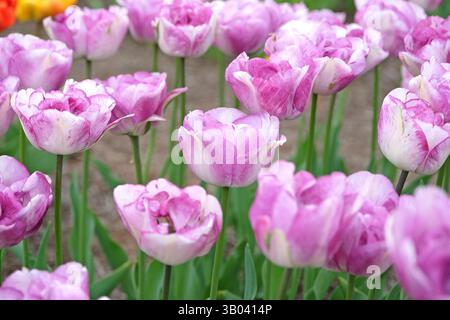 Blanc et violet lilas Late double Late Tulip, tulipa « Shirley double » en fleur. Banque D'Images
