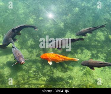 Poisson carpe ou poisson koi gros plan d'en haut nager dans l'eau transparente claire de l'étang, vue de dessus fond serein naturel avec réflexion du soleil et Banque D'Images