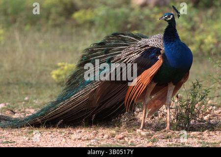 Beau paon étalant ses ailes brillantes ; oiseau perché sur le sol affichant ses plumes ; perche indienne (Pavo cristatus) Banque D'Images