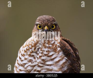 Gros plan juvénile de l'épave eurasien (Accipiter nisus) au printemps. Banque D'Images