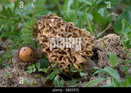 Champignon Morchella vulgaris dans les plantes. Champignon comestible morille dans la forêt de chênes. Banque D'Images