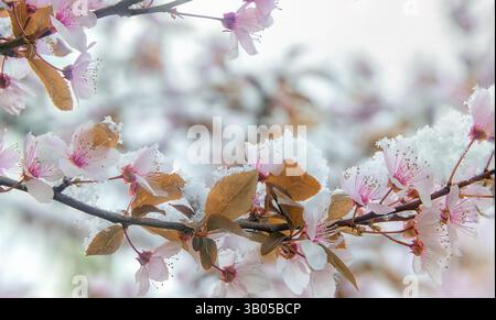 Une branche florissante de sakura avec des fleurs délicates et une couverture de neige. Neige de printemps sur des fleurs délicates Banque D'Images