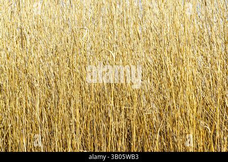 Fond de roseaux jaune doré dense et sec, vue rapprochée de la végétation sauvage, texture naturelle et fond organique, tiges de roseaux, tiges de roseaux Banque D'Images