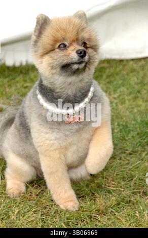 22 AVRIL 2007 - HOLLYWOOD, CALIFORNIE, ÉTATS-UNIS - K52650DL.NEW LEASH ON LIFE PRÉSENTE LA 6ÈME EXPOSITION ANNUELLE DE CHIENS NOIX POUR LES MOUTONS ET FOIRE AU SHEPARD STADIUM, WOODLAND HILLS CA.4-22-07. - 2007.IMAGE : LOLA(crédit image : © Dave Longendyke/Globe photos/ZUMAPRESS.com) Banque D'Images