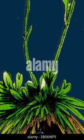 Une représentation vibrante de pousses de plantes vertes naissantes émergeant d'un fond riche et sombre, mettant en valeur les détails complexes du feuillage et de son processus de croissance., Un amas de mousse verte vibrante avec des tiges délicates s'élevant vers le haut, sur un fond bleu profond, évoquant un sentiment de tranquillité et de beauté naturelle. Art classique avec une touche moderne réinventé par Artotop, transformé Saxifraga caespitosa, saxifrage touffeté, art classique avec une touche moderne réinventé par Artotop Banque D'Images