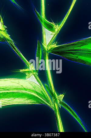 Un arrangement complexe de feuilles et de tiges de plantes vertes, mis en évidence par des lignes nettes et des bords brillants, créant une apparence dynamique et stylisée. Une pousse de bambou vert éclatante émerge sur un fond profond et contrasté, mettant en valeur ses feuilles délicates et sa structure unique dans un format rayonnant et stylisé. Art classique avec une touche moderne réinventé par Artotop, transformé Atriplex patula, Var. Angustifolia, Orache à feuilles étroites, Var. A., Art classique avec une touche moderne réinventée par Artotop Banque D'Images