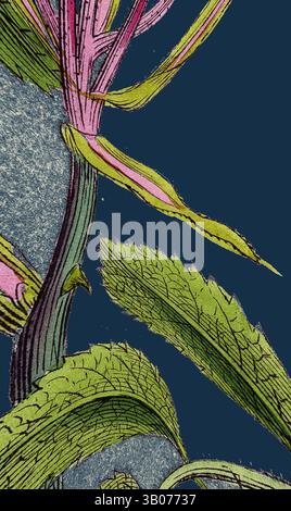 Une vue rapprochée des éléments botaniques fantaisistes, avec un feuillage rose et vert éclatant sur un fond profond contrasté, mettant en valeur des textures complexes et une beauté naturelle., Un arrangement vibrant d'éléments botaniques avec des feuilles vertes détaillées et des accents roses délicats sur un fond bleu profond. Art classique avec une touche moderne réinventé par Artotop, transformé Rosa Arvensis, White-Flowered Trailing Rose, art classique avec une touche moderne réinventé par Artotop Banque D'Images