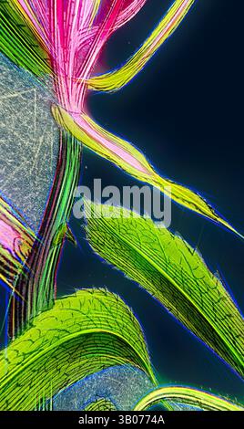 Une vue rapprochée d'une plante vibrante, présentant des textures de feuilles complexes et des teintes roses saisissantes entrelacées avec un feuillage vert. Les détails soulignent les motifs organiques et les caractéristiques délicates de la nature., Une plante rose vibrante se distingue par ses feuilles frappantes et ses pétales délicats, illuminés sur un fond plus sombre, mettant en valeur les détails complexes de la nature. Art classique avec une touche moderne réinventé par Artotop, transformé Rosa Arvensis, White-Flowered Trailing Rose, art classique avec une touche moderne réinventé par Artotop Banque D'Images