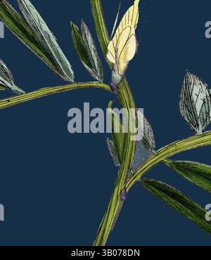 Une branche à fleurs délicates présente des tiges vertes minces et des feuilles vibrantes, avec une fleur pâle singulière prête à se déployer, contrastant avec un fond profond., Une vigne verte délicate avec des feuilles élégantes s'entrelacant gracieusement, avec un papillon jaune doux perché doucement sur l'un de ses bourgeons, le tout sur un fond bleu profond. Art classique avec une touche moderne réinventé par Artotop, transformé Vicia eu-lutea, Bush-Podded Yellow Vetch, art classique avec une touche moderne réinventé par Artotop Banque D'Images