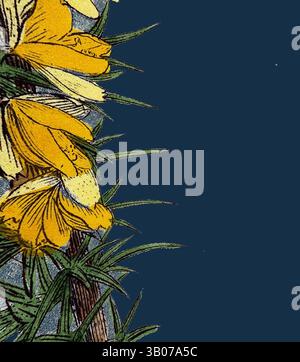 Un affichage vibrant de fleurs jaunes contrastant avec un fond bleu profond, entouré d'un feuillage vert luxuriant, créant une composition saisissante et vivante., Un amas de fleurs jaunes éclatantes émerge d'une tige verte épaisse, placée sur un fond bleu profond, créant un contraste saisissant qui met en valeur la beauté de la nature. Art classique avec une touche moderne réinventé par Artotop, transformé Ulex eu-nanus, Dwarf Furze, Art classique avec une touche moderne réinventé par Artotop Banque D'Images