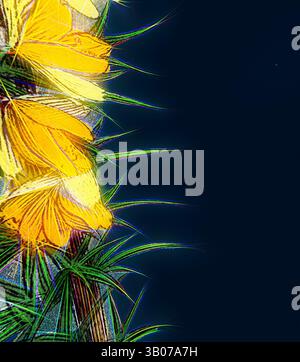 Un arrangement vibrant de fleurs jaunes délicates entrelacées avec un feuillage vert vif, placé sur un fond profond, créant un contraste saisissant qui souligne la beauté de la nature., Un arrangement vibrant de fleurs jaunes contraste sur un fond profond et sombre, entouré par un feuillage vert délicat qui ajoute texture et profondeur. Art classique avec une touche moderne réinventé par Artotop, transformé Ulex eu-nanus, Dwarf Furze, Art classique avec une touche moderne réinventé par Artotop Banque D'Images