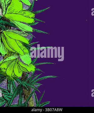 Un affichage vibrant de fleurs jaunes avec des feuilles vertes vives contraste avec un fond violet profond, créant un impact visuel saisissant., Une plante verte vibrante ornée de fleurs délicates contraste magnifiquement avec un riche fond violet, créant une pièce maîtresse visuelle saisissante. Art classique avec une touche moderne réinventé par Artotop, transformé Ulex eu-nanus, Dwarf Furze, Art classique avec une touche moderne réinventé par Artotop Banque D'Images