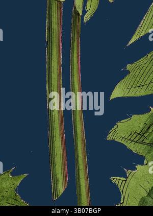 Vue rapprochée de tiges de plantes vertes flanquées de larges feuilles, mettant en évidence leurs surfaces texturées et les contrastes de couleurs naturelles sur un fond sombre., Une illustration détaillée de feuilles de pissenlit et de fleurs, mettant en valeur les textures complexes et les verts vibrants sur un fond sombre contrasté. Art classique avec une touche moderne réinventé par Artotop, transformé Taraxacum officinale, Var. Genuinum, pissenlit commun, Var. A., Art classique avec une touche moderne réinventée par Artotop Banque D'Images