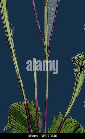 Une illustration détaillée d'une plante avec des tiges minces et de larges feuilles, complétée par des textures complexes et des couleurs vives sur un fond contrasté., Un arrangement délicat de tiges et de feuilles vertes, accentué par de subtiles notes de violet, sur un fond bleu profond, créant un contraste frappant qui met en évidence les détails organiques. Art classique avec une touche moderne réinventé par Artotop, transformé Arnoseris pusilla, Succory de porc, art classique avec une touche moderne réinventé par Artotop Banque D'Images