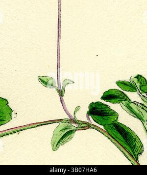 Un arrangement délicat de feuilles vertes et de tiges minces, mettant en valeur les détails complexes de la conception de la nature avec un fond doux qui rehausse leur beauté subtile. Une illustration délicate présente une branche élancée ornée de feuilles vertes éclatantes et de petites fleurs joyeuses, le tout contenu dans un cadre circulaire qui rehausse sa beauté naturelle. Art classique avec une touche moderne réinventé par Artotop, Linnaea Borealis bifleuri transformé, art classique avec une touche moderne réinventé par Artotop Banque D'Images